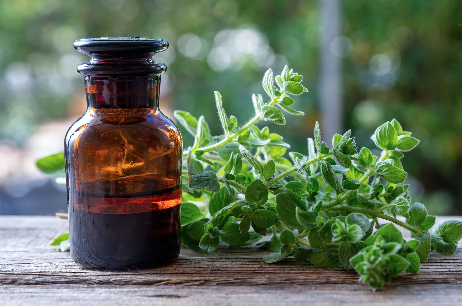 Oil of Oregano: Why Biohackers Keep Talking About It