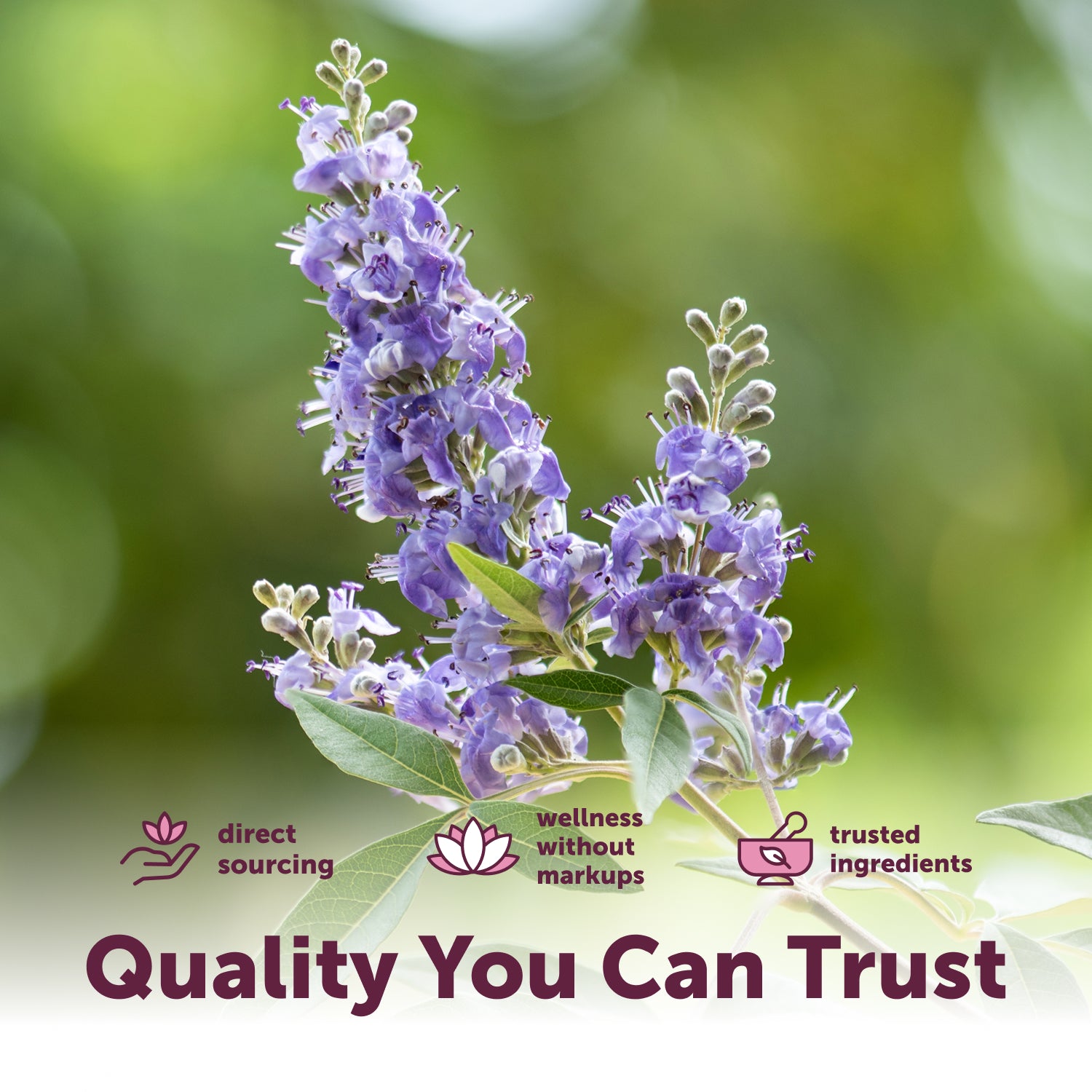 Micro Ingredients Vitex Berry+ Advanced 8-in-1 Complex with MCT Oil, 240 Softgels