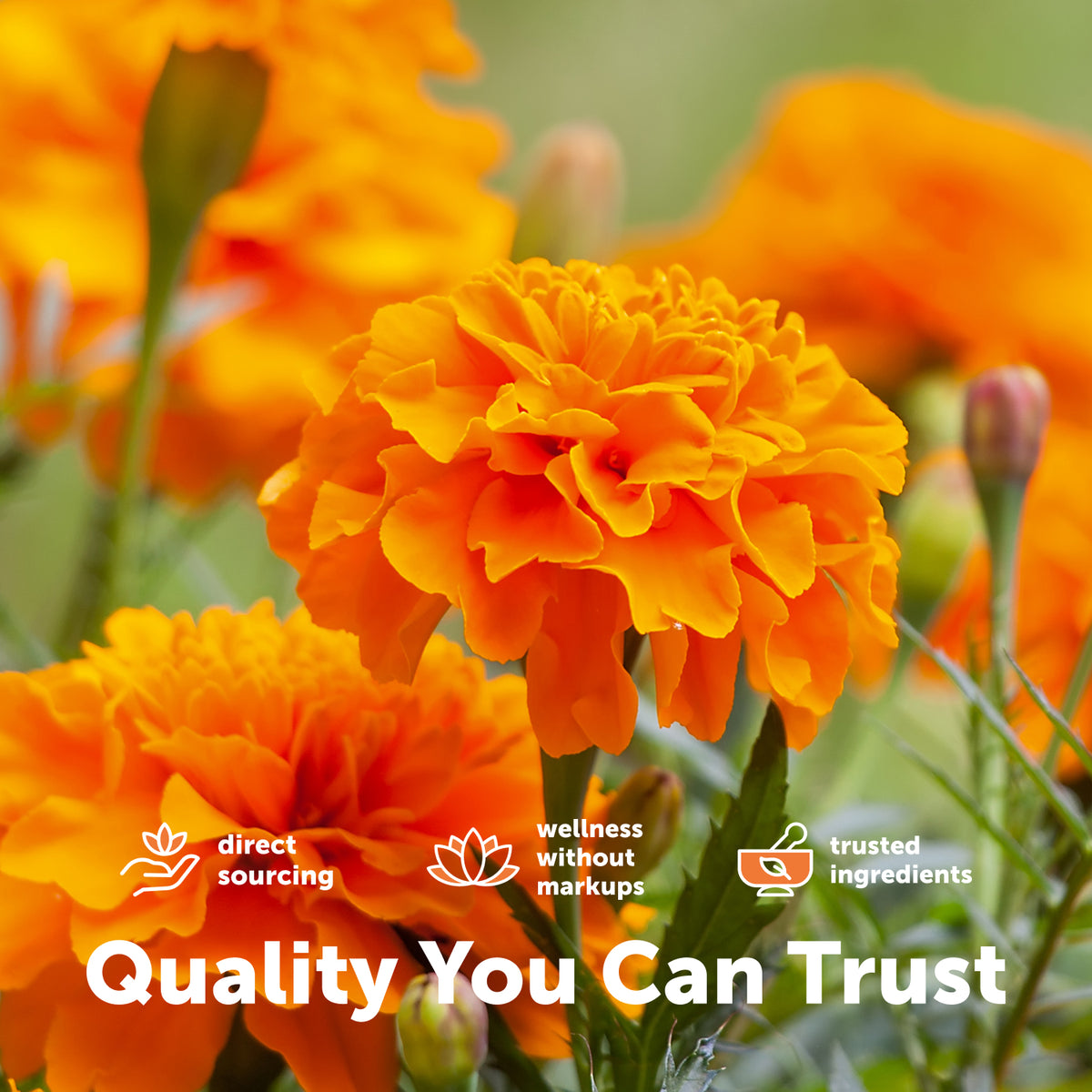 Micro Ingredients Lutein & Zeaxanthin Softgels