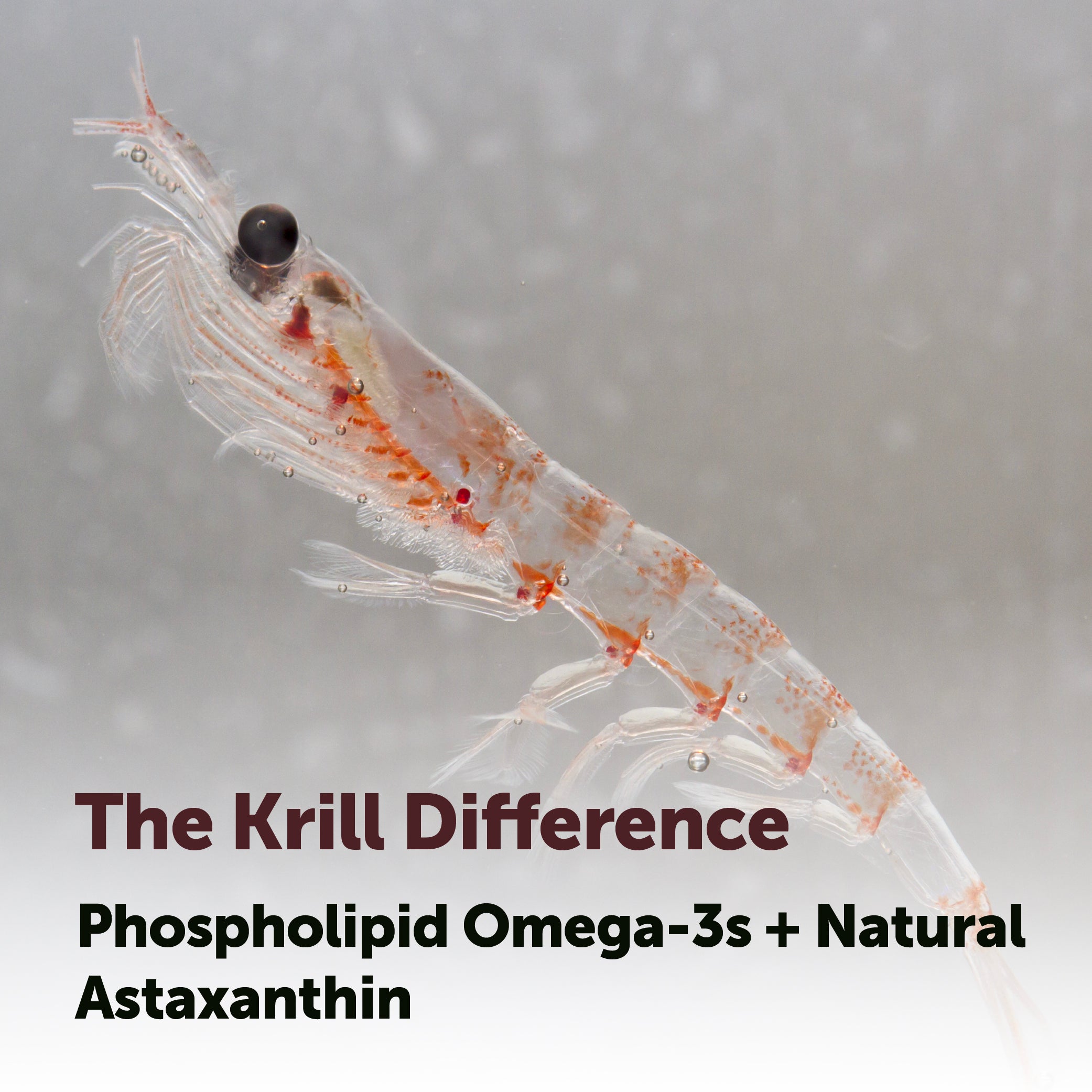 Micro Ingredients Antarctic Krill Oil 1000mg with Omega 3