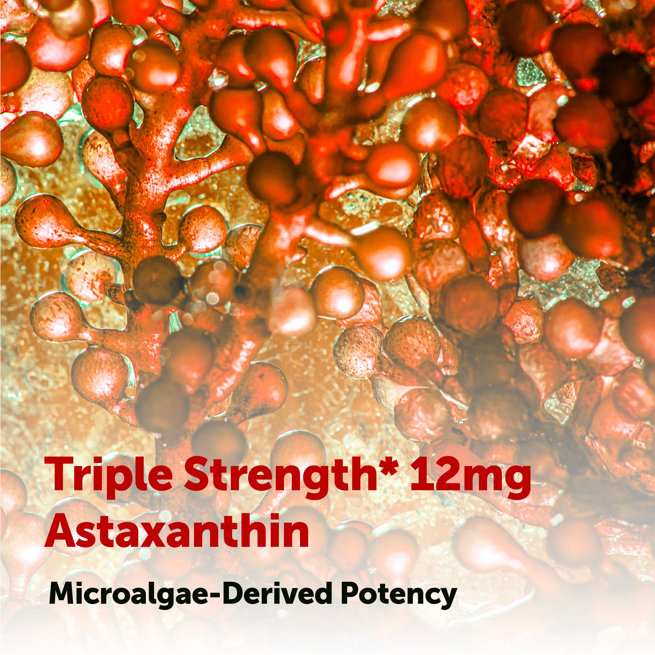 Micro Ingredients Astaxanthin 12mg, 120 softgels, tanning pills, Strength Carotenoids Skin Supplement w. 100% Natural Astaxanthin from MicroAlgae