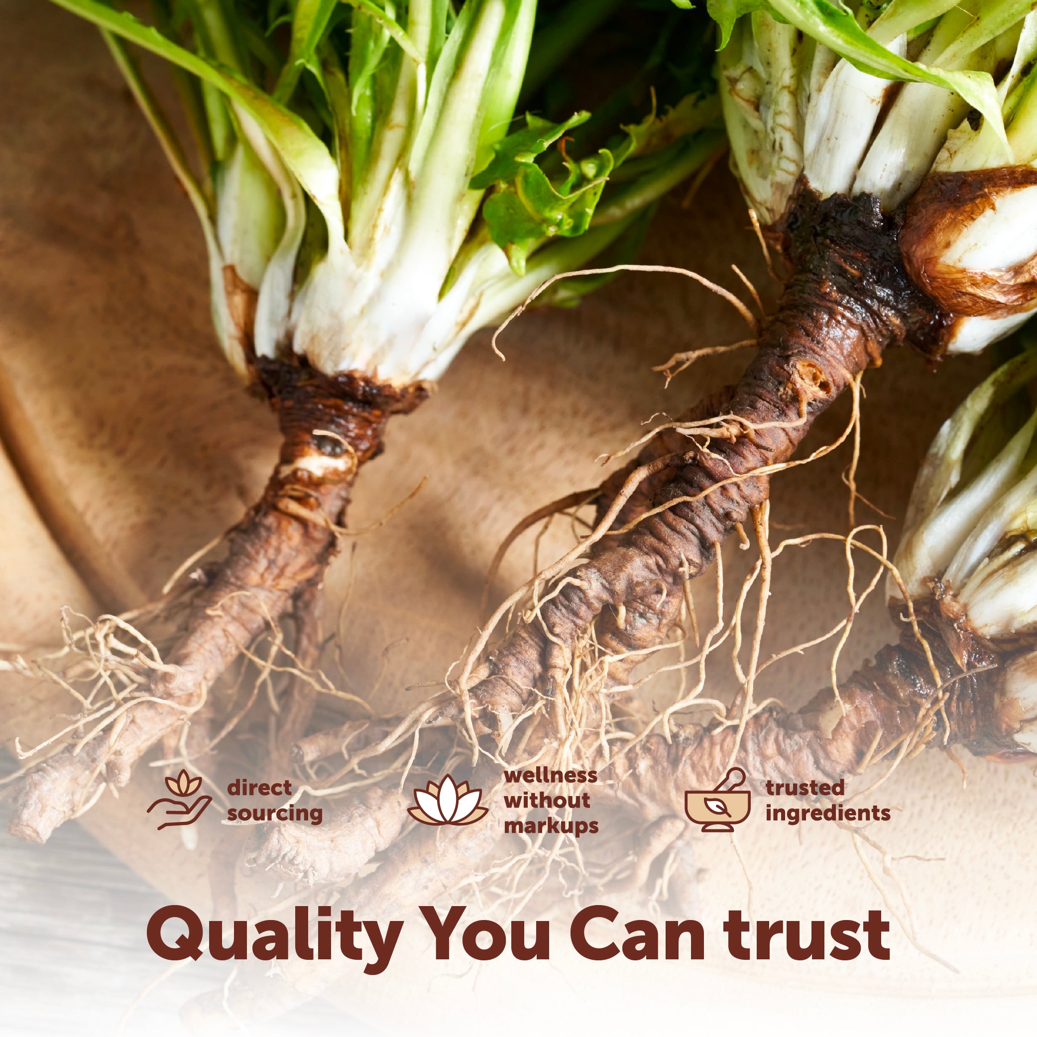 Micro Ingredients Dandelion Root with Turmeric Root and Ginger Root, 240 Milk Thistle Oil Softgels