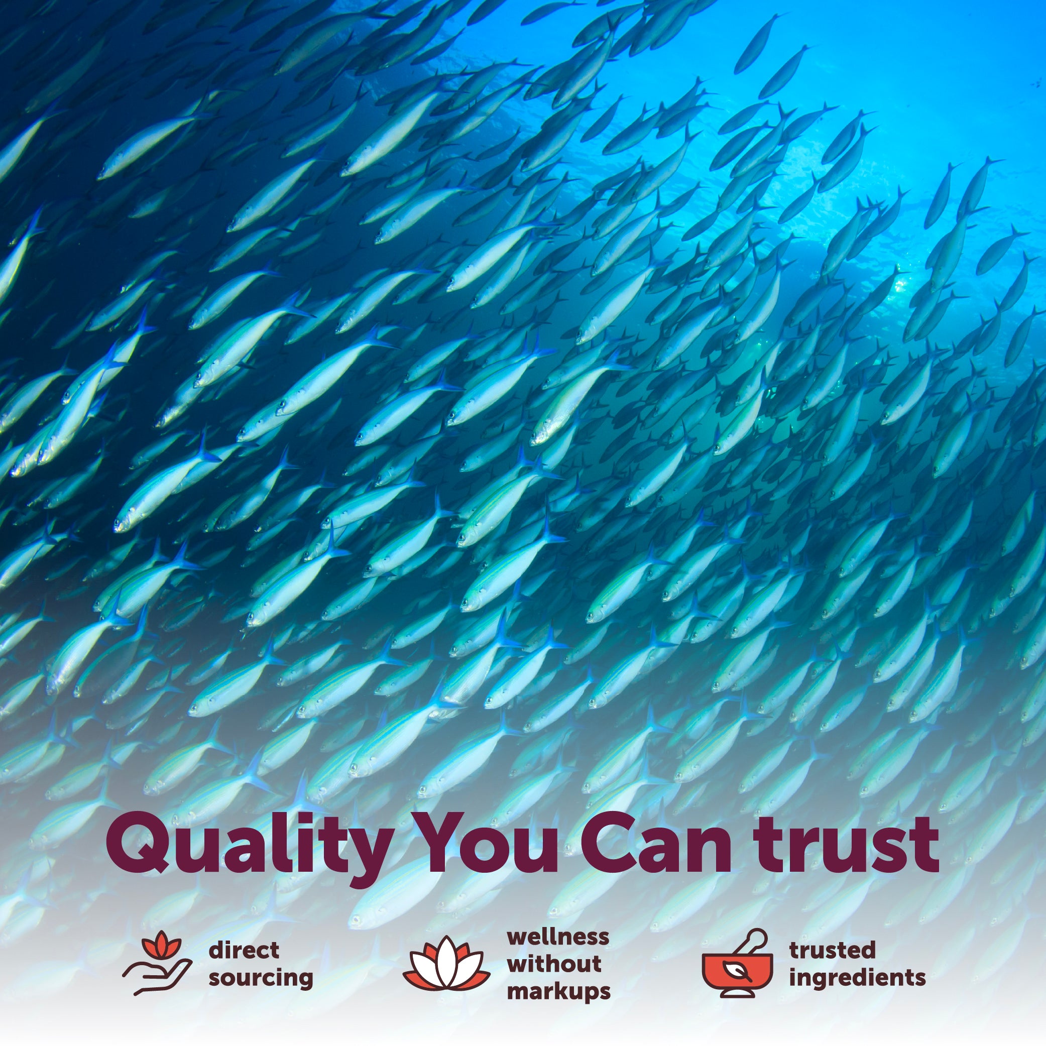 Micro Ingredients Omega-3 Fish Oil Complex for Women 3000mg, 240 Softgels