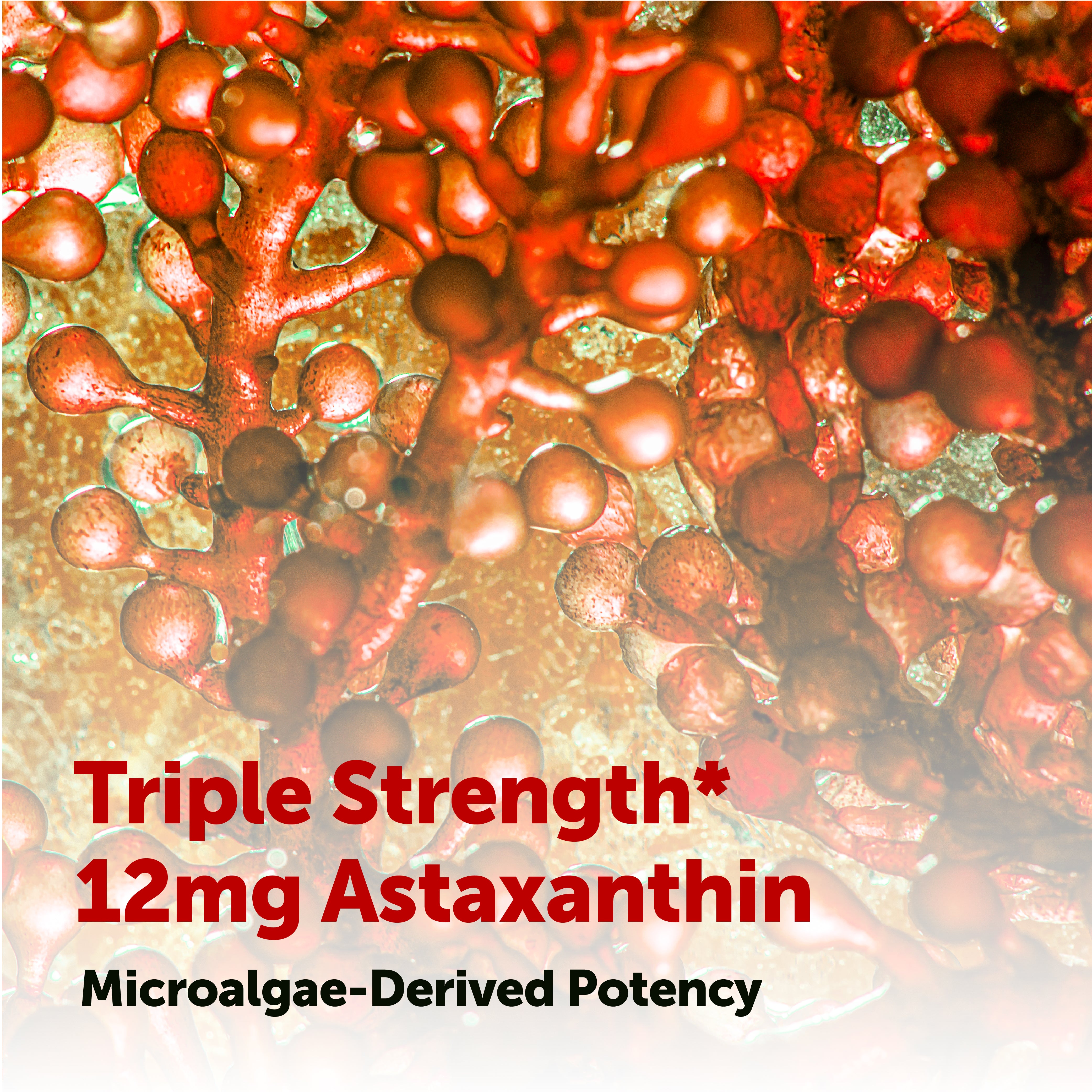 Micro Ingredients Astaxanthin 12mg softgels, tanning pills, Strength Carotenoids Skin Supplement w. 100% Natural Astaxanthin from MicroAlgae