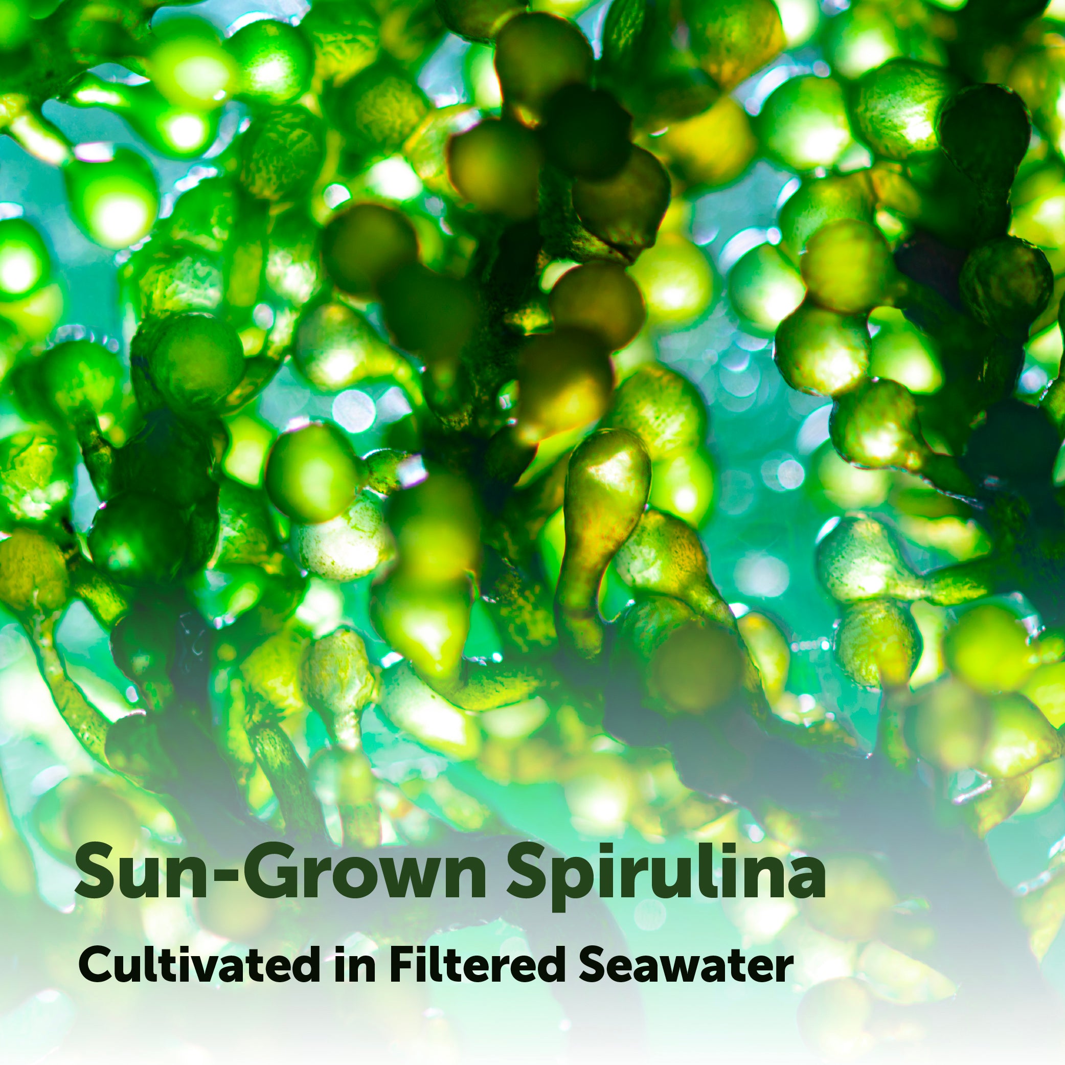 Micro Ingredients Organic Spirulina Tablets 720 Counts